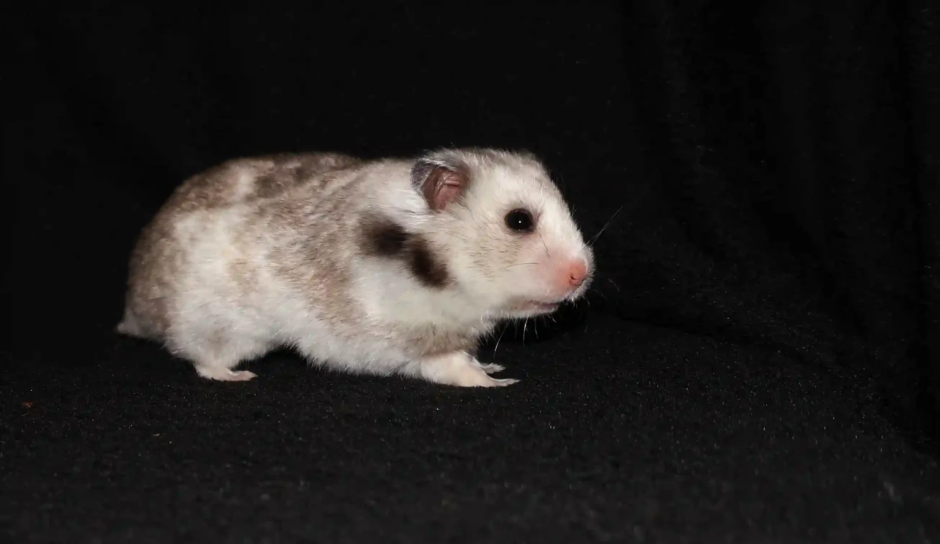 Křeček syrský Becky Family Happiness