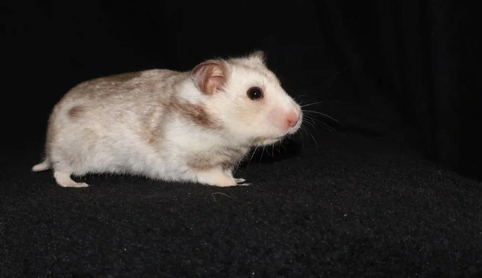 Křeček syrský Bella Family Happiness