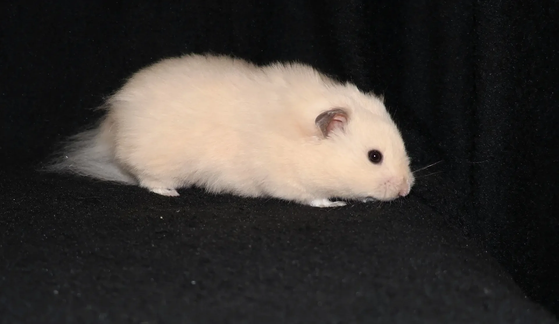 Křeček syrský Goldline's La Bouche