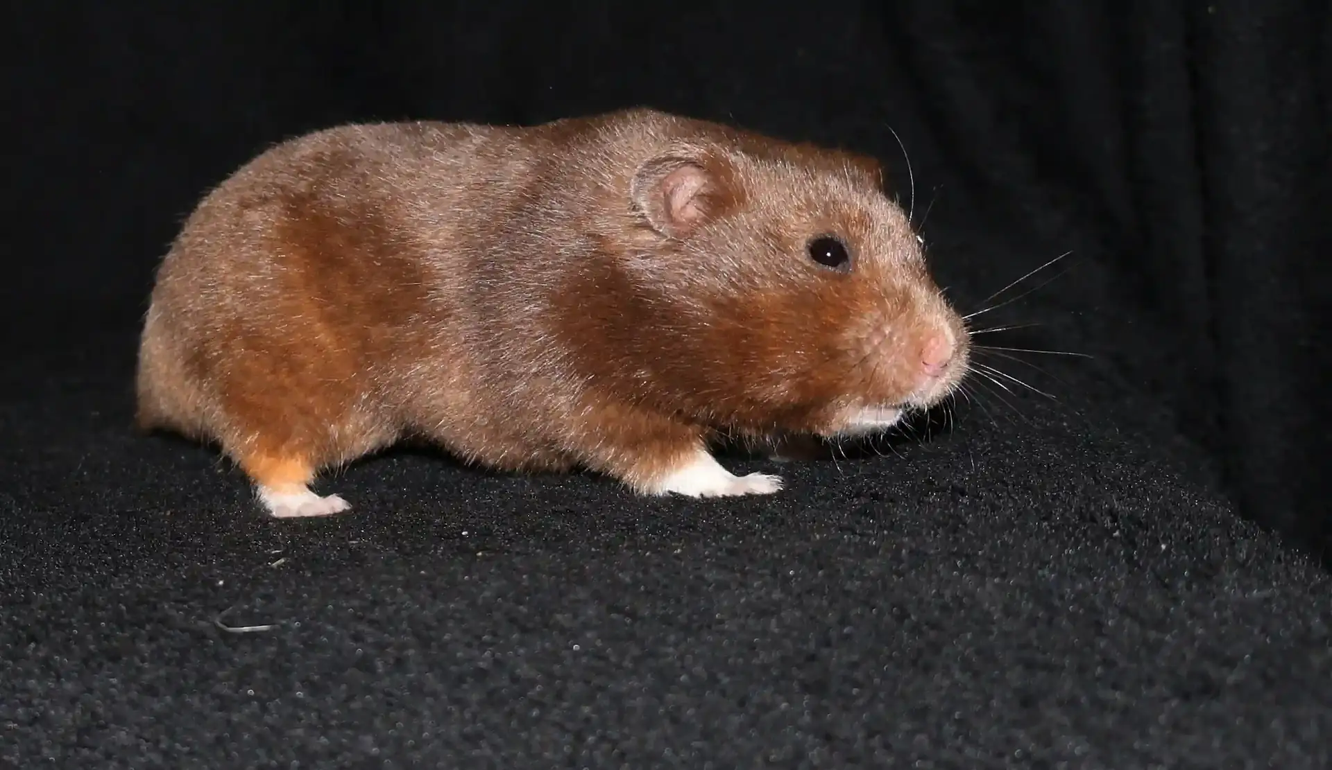 Křeček syrský Cilka od Čertíkova potoka