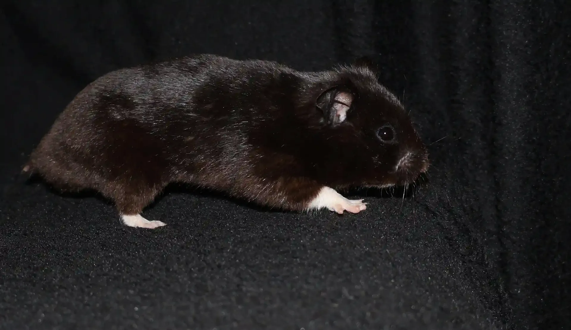 Křeček syrský Daemon Golden hamsters