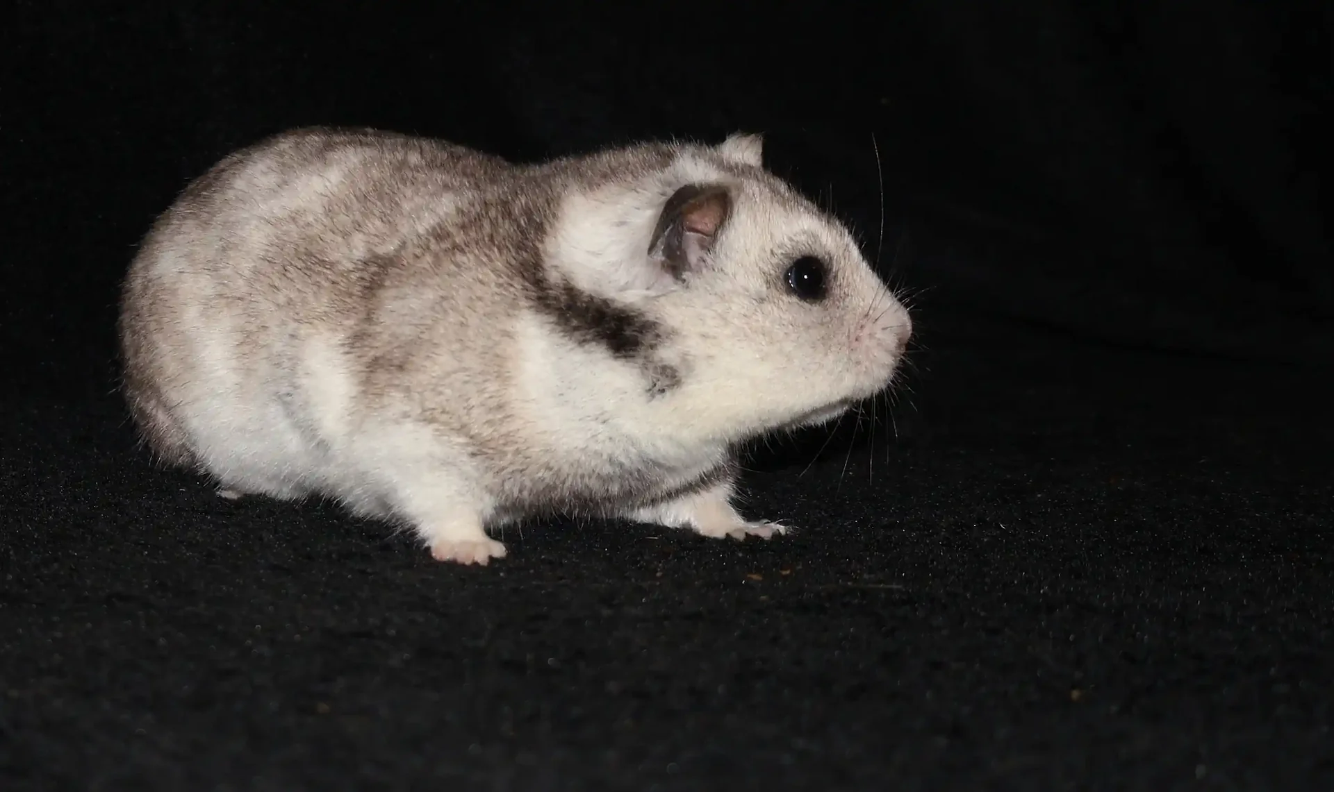 Křeček syrský Dixie Golden hamster