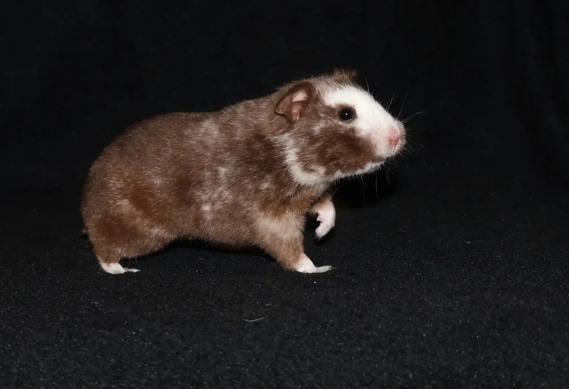 Křeček syrský Freya Golden hamsters