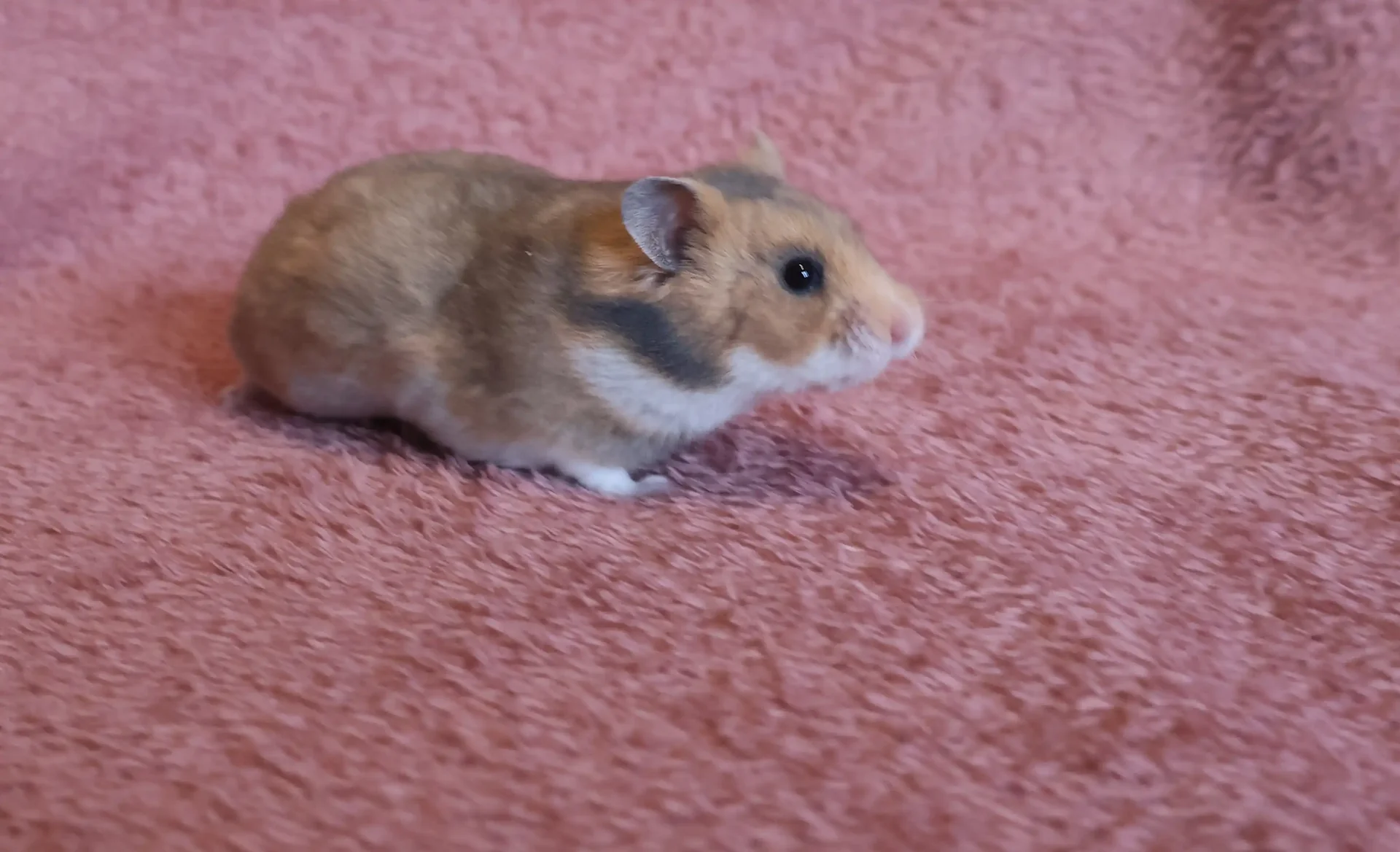 Křeček syrský Hella Golden hamster