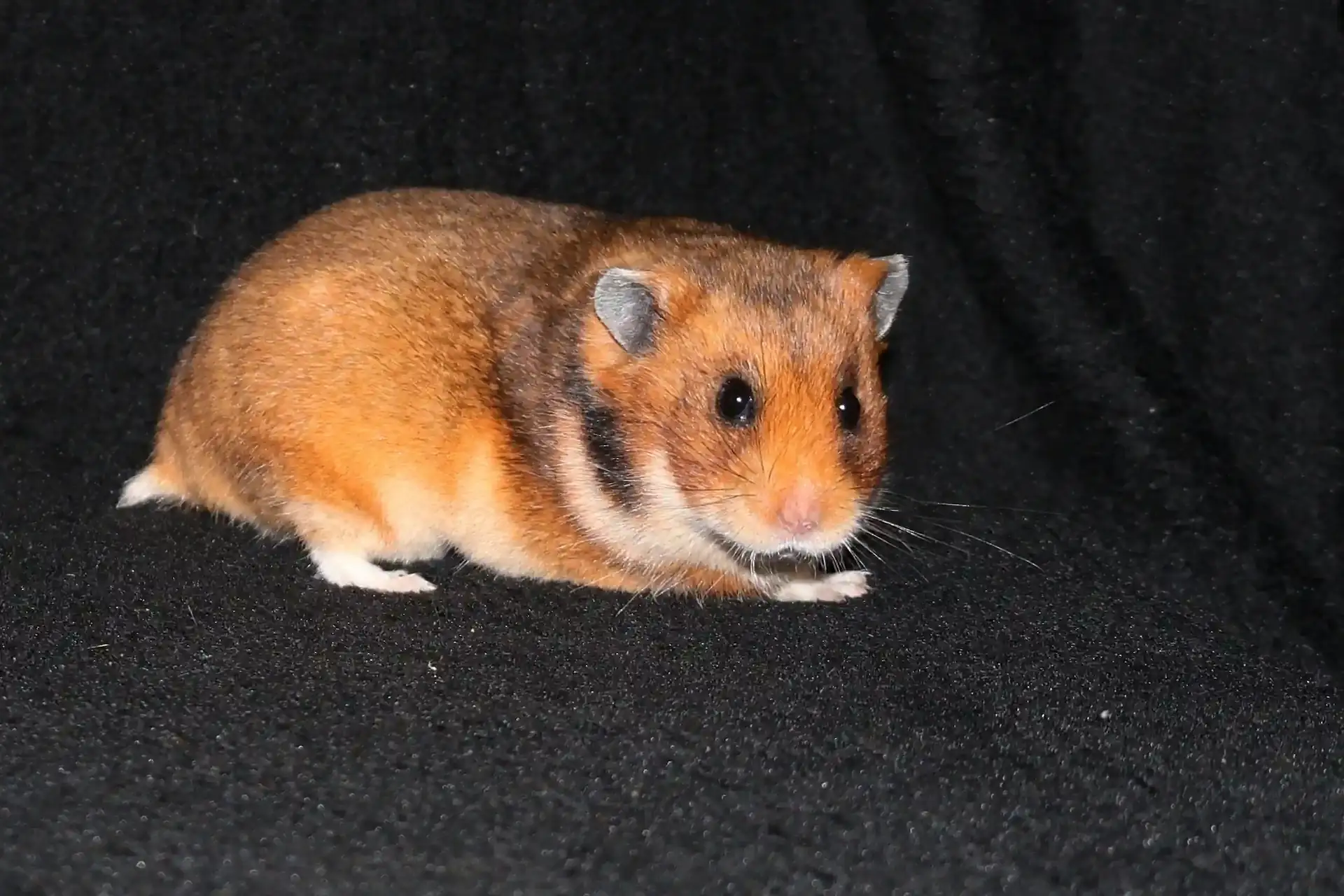 Křeček syrský Honey Golden hamster