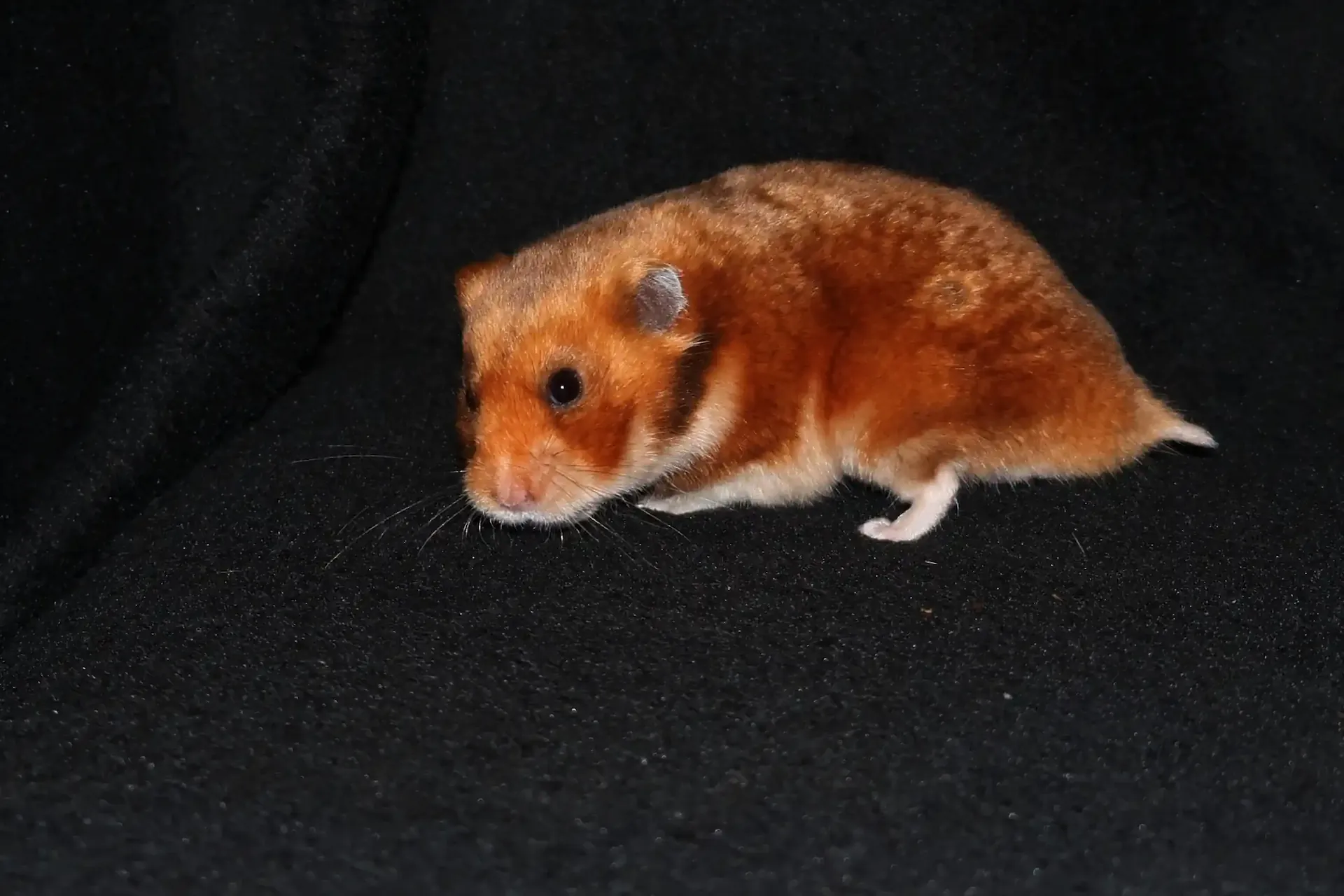 Křeček syrský Ice od Doubravky