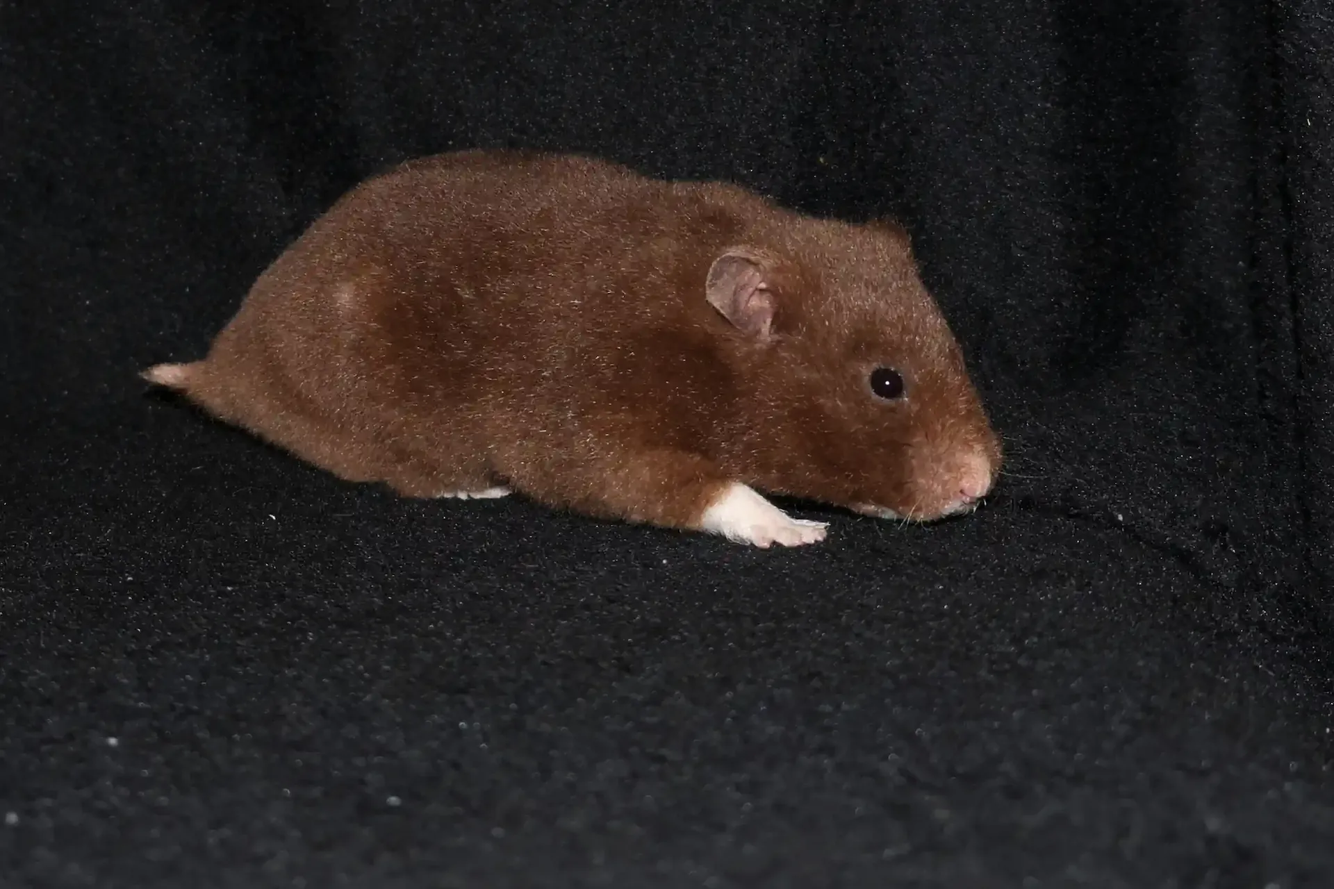 Křeček syrský Lea od Doubravky