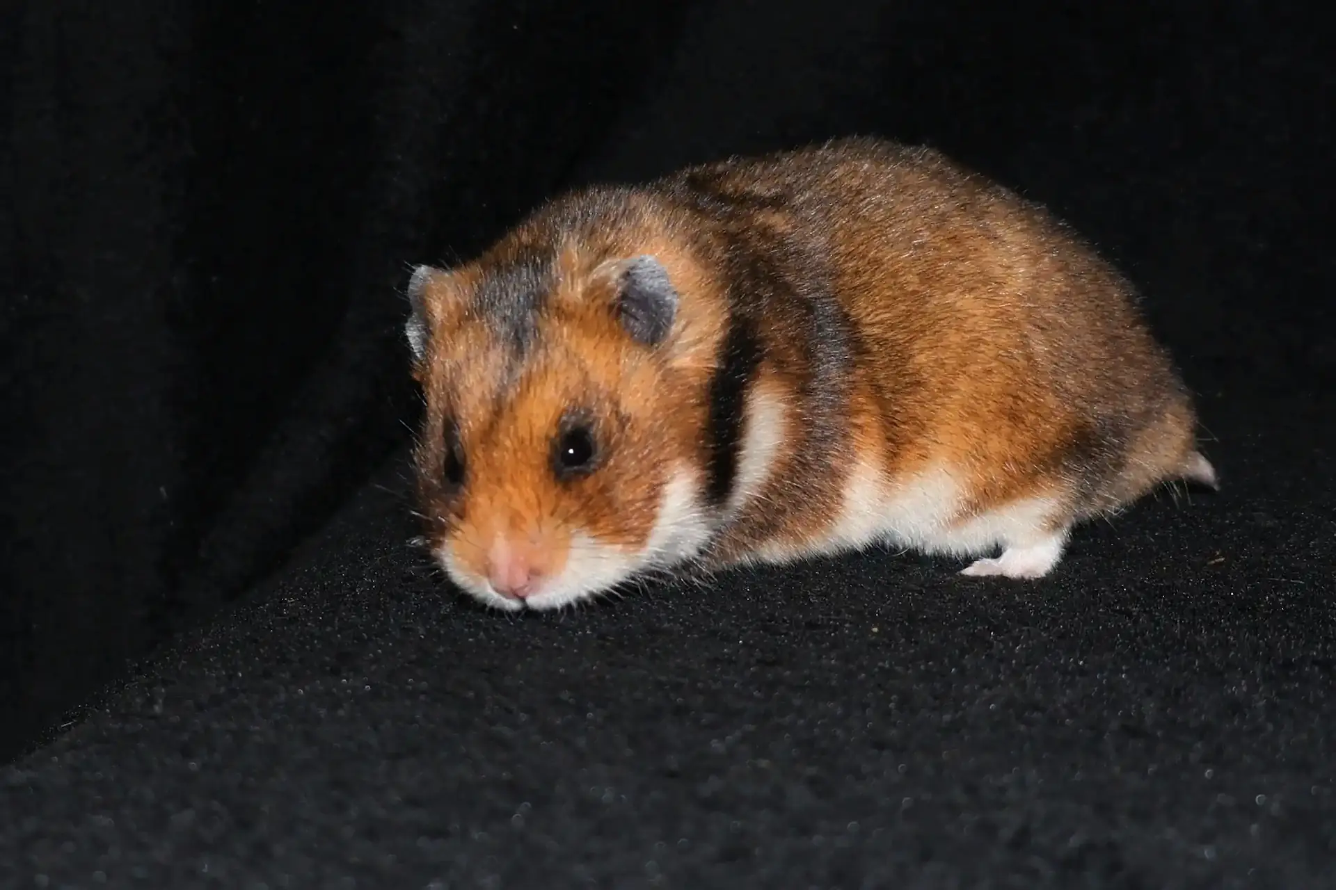 Křeček syrský Goldline's Romper Stomper