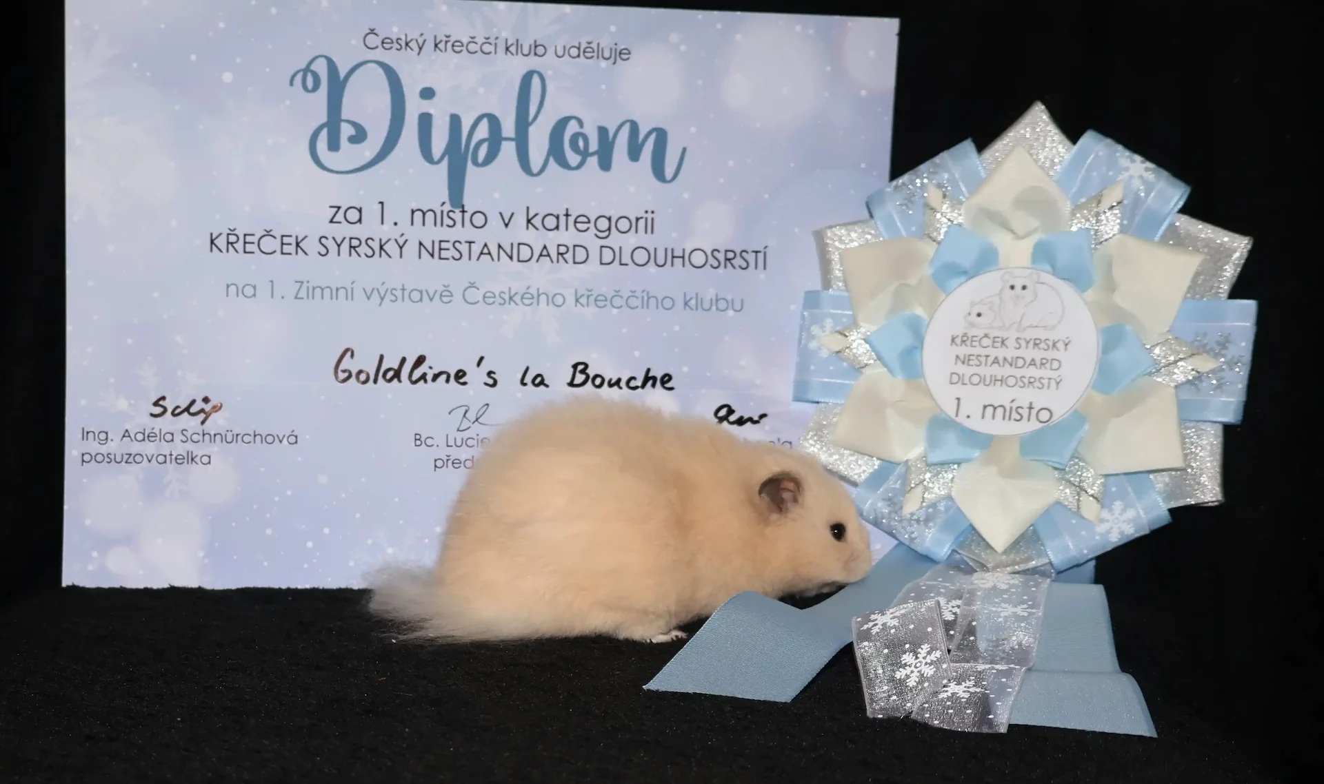 Ocenení za úmistění na výstavě