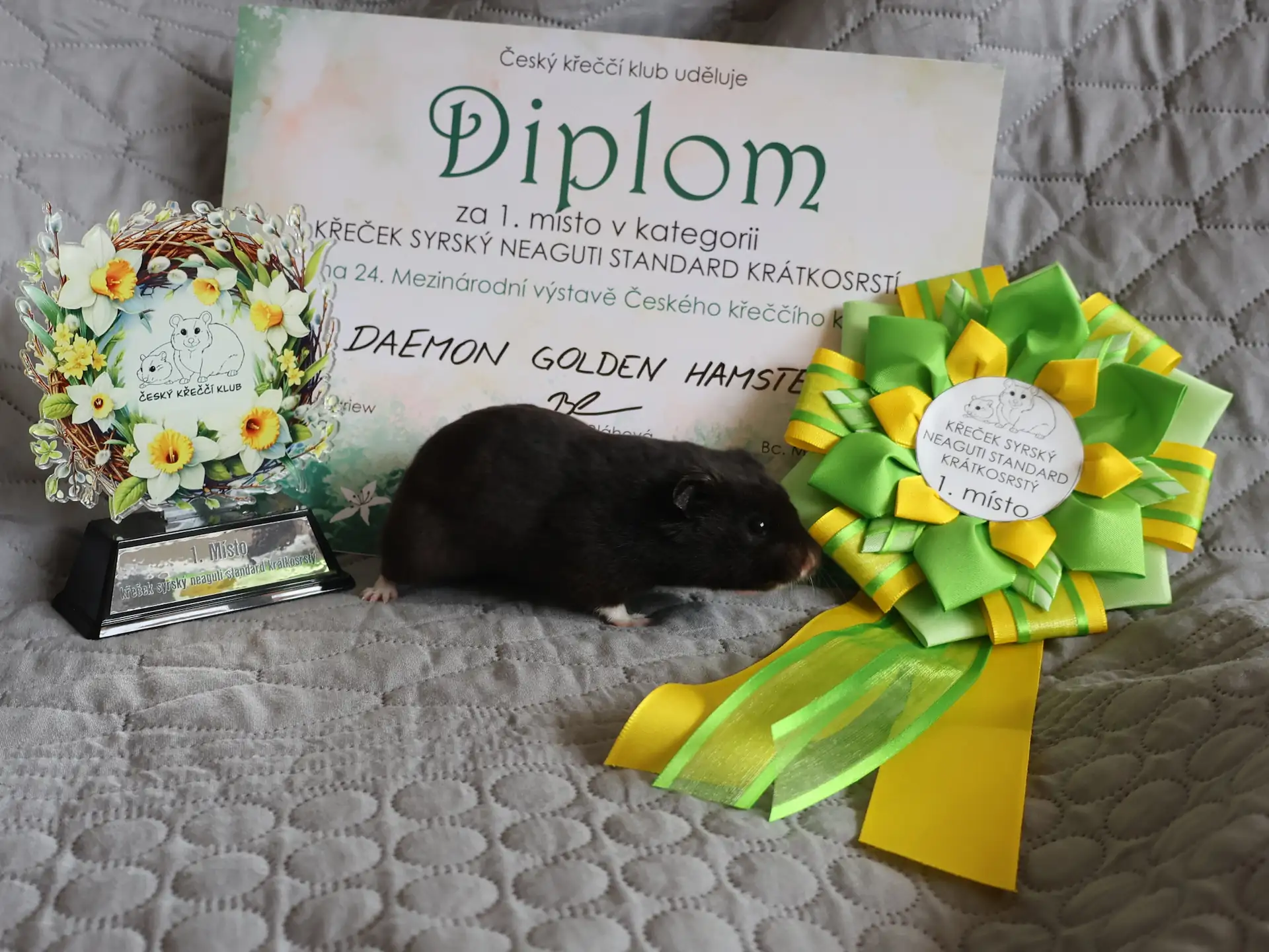 Ocenení za úmistění na výstavě