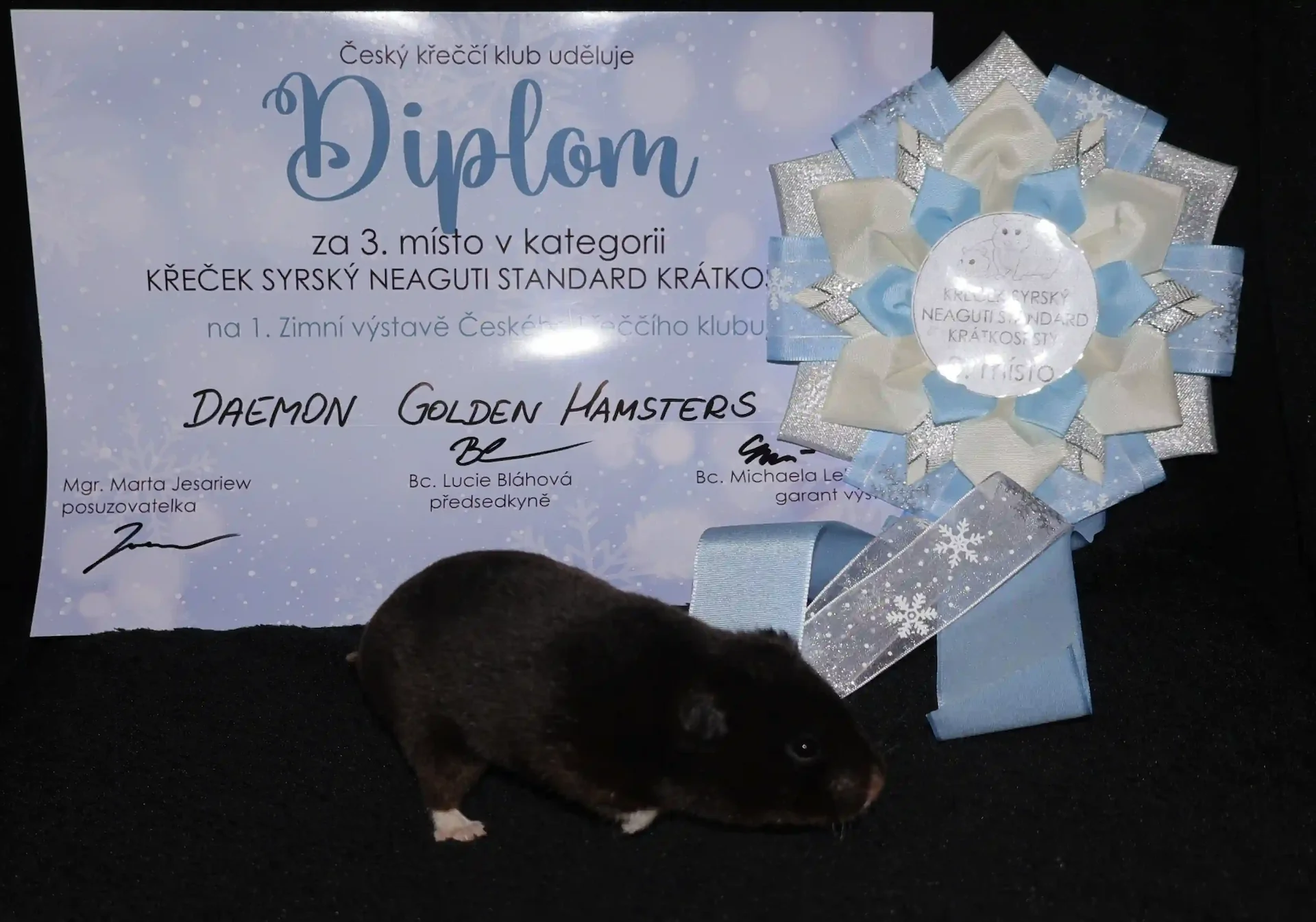 Ocenení za úmistění na výstavě