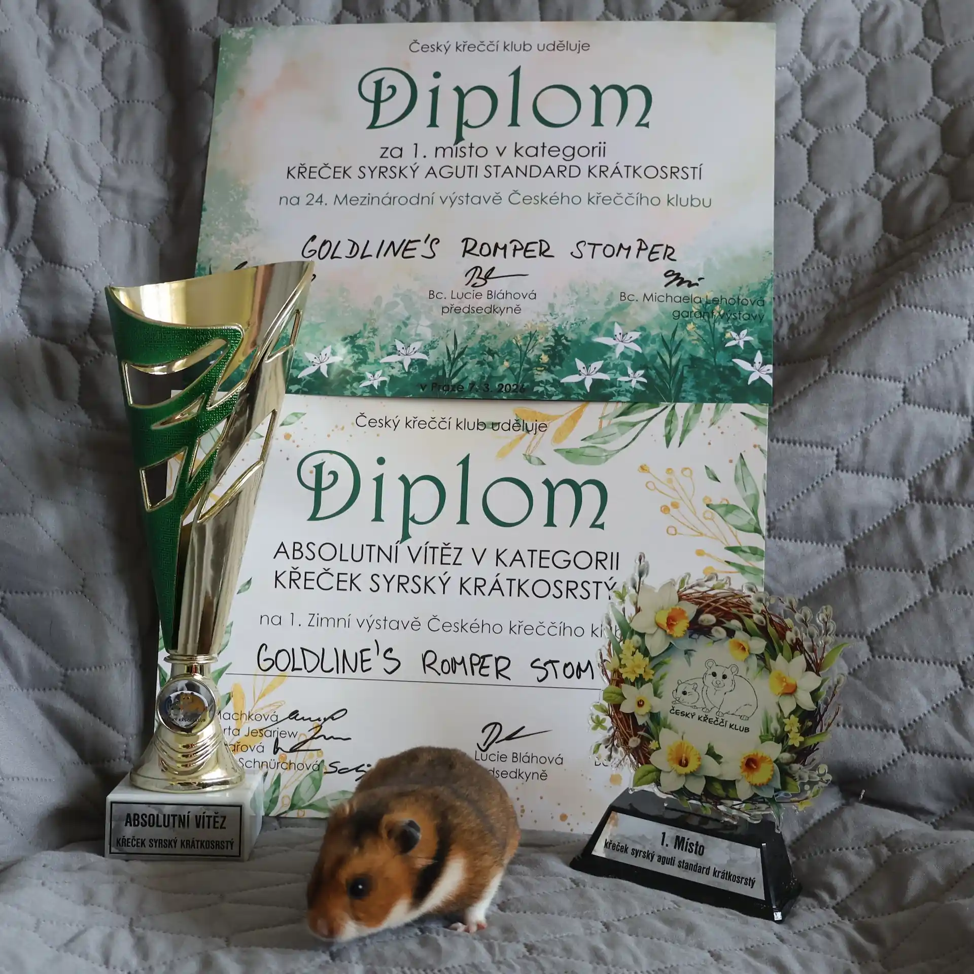 Ocenení za úmistění na výstavě